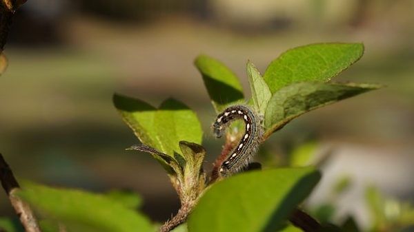 Листогризеща гъсеница по дървета и храсти е открила проверка на територията на община Годеч