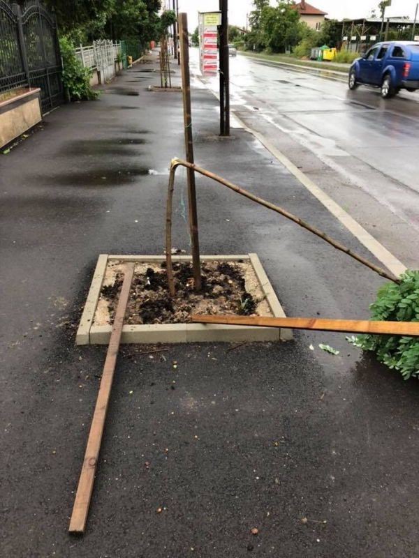 Прекършено е дръвче на ул. „Славянска“ в Костинброд, алармират от местната администрация