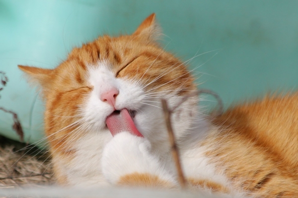 50 интересни факти за котките, които може би не знаете