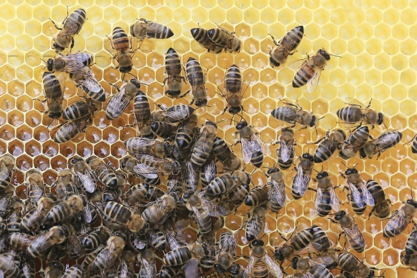 От 17 декември пчеларите ще могат да кандидатстват за помощ de minimis
