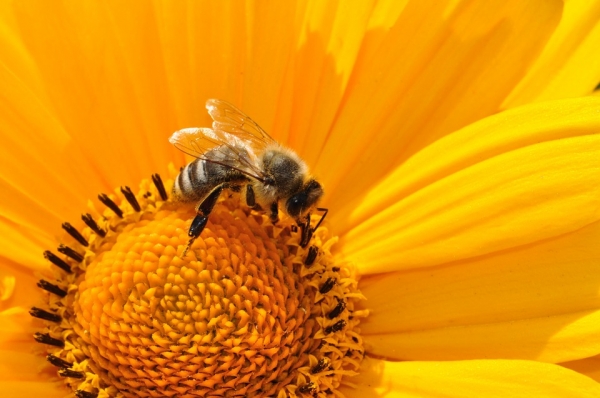 Пчеларите кандидатстват за държавна помощ de minimis от 7 до 18 октомври