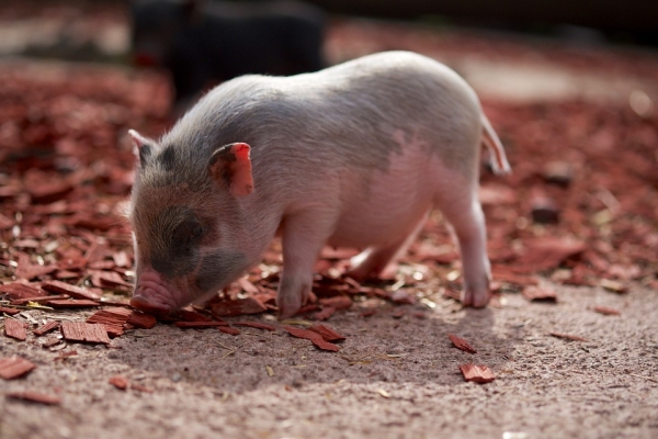 Забранено е движението на свине от и към животновъдни обекти и кланици на територията на цялата страна