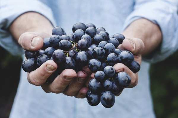 От 4 май започва прием по мярката за застраховане на реколтата за производителите на винено грозде