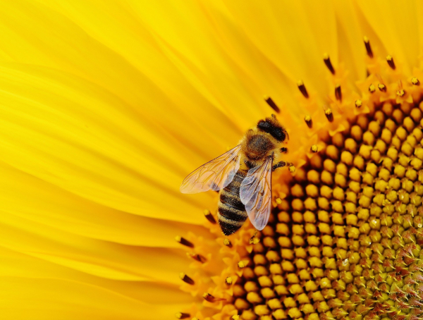 До 31 януари 2021 г. пчеларите и стопаните, обработващи площи със земеделски култури, трябва да се регистрират в ЕПОРД