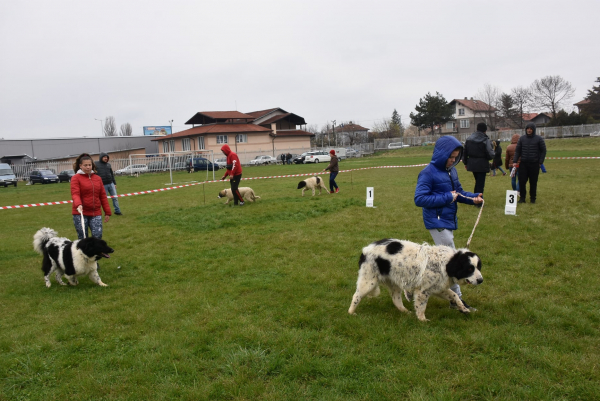 Български породи овчарски кучета дефилираха в Костинброд