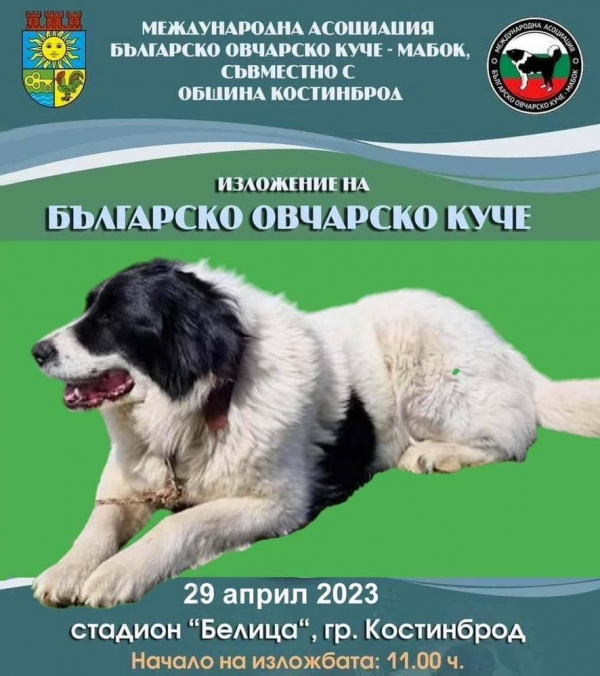 Костинброд е домакин на киноложка изложба – Българско овчарско куче