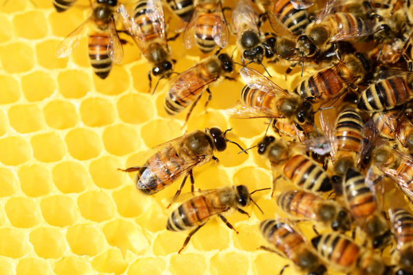 До 2 октомври: Пчеларите подават заявление за плащане по интервенциите в сектора