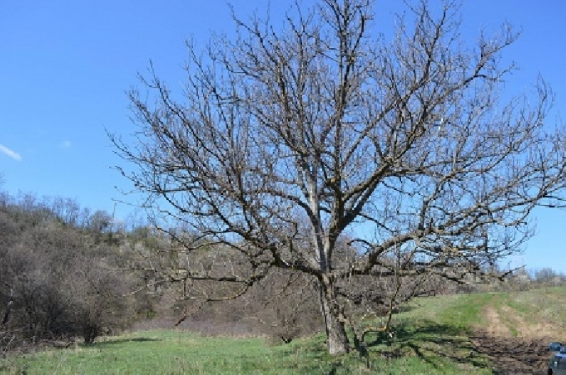 Люси Дяковска и Коцето-Калки засаждат дръвчета край село Златуша